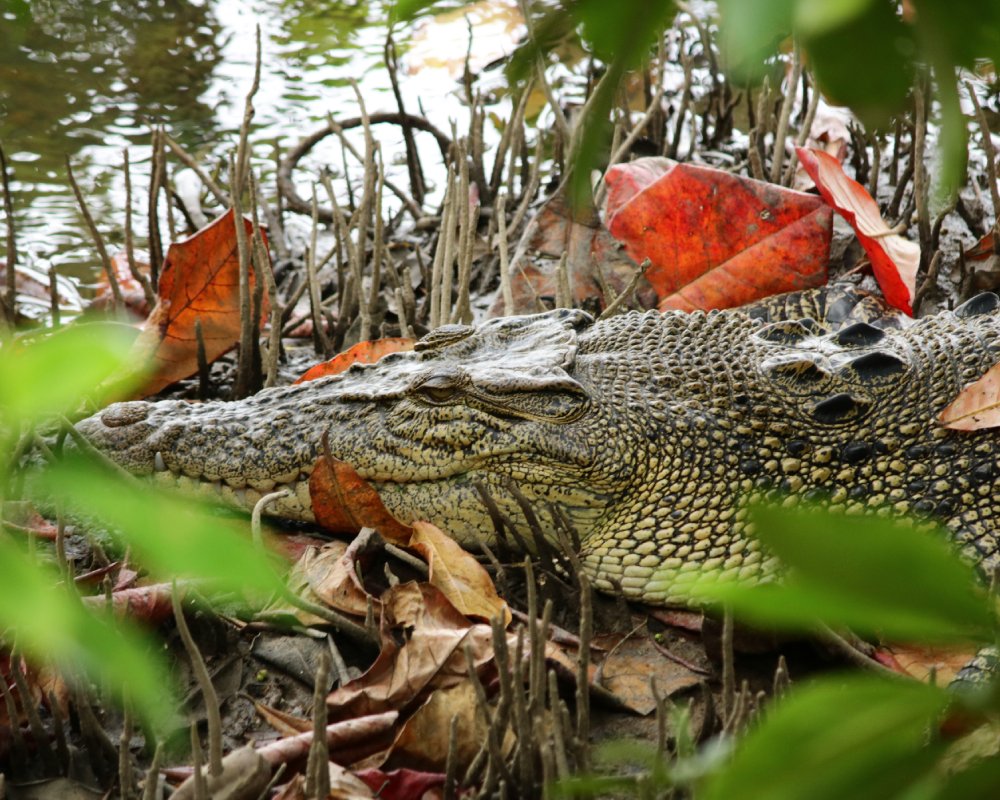 Crocodile