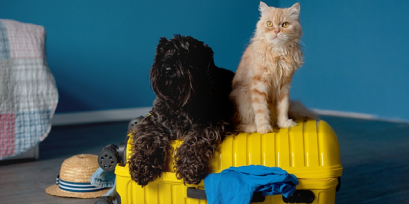 Pet Staycation 1