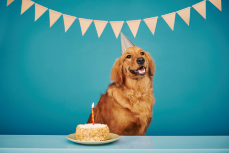 Dog image 1