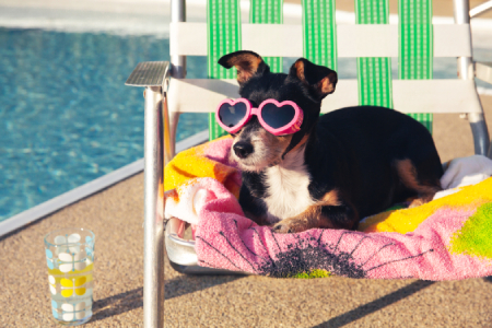 Dog image 2